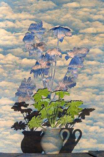 Geranium Impression