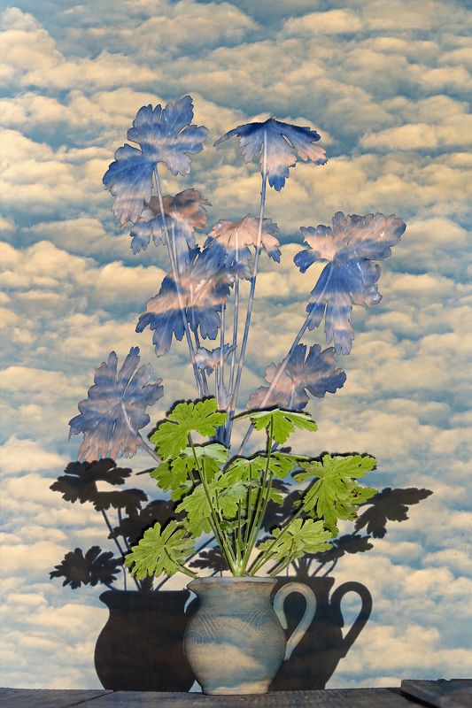 blue, clouds, color, colors, concept, conceptual, digital, digital art, editing, geranium, green, leaf, leaves, nature, photography, sky, still life, surreal, surrealism, white, Geranium Impression фото превью