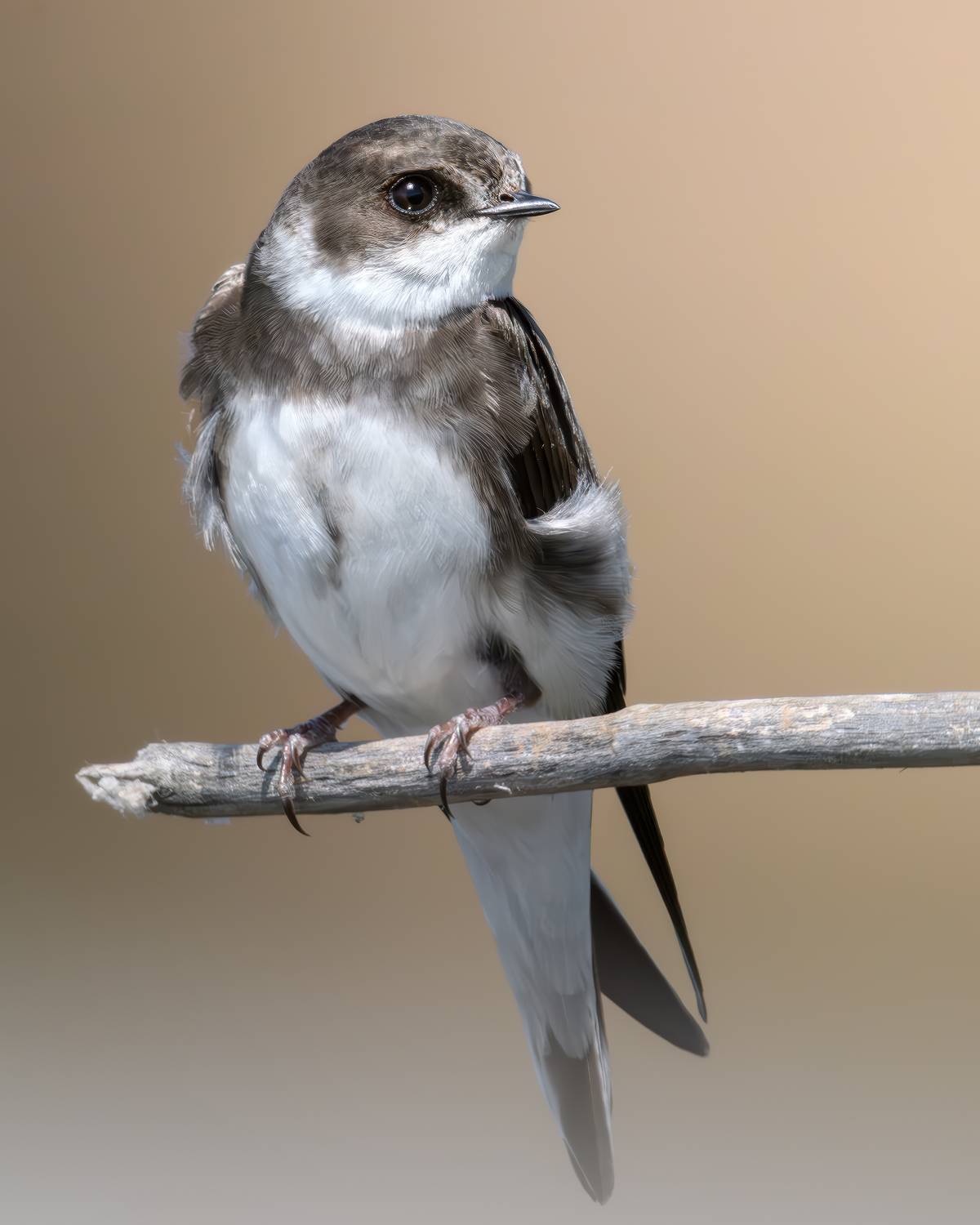 , Поляков Михаил