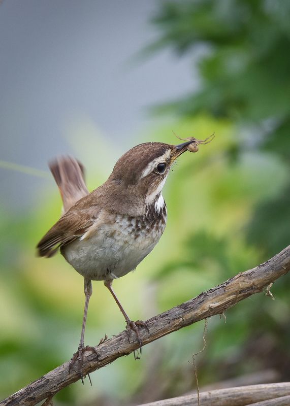 ... фото превью