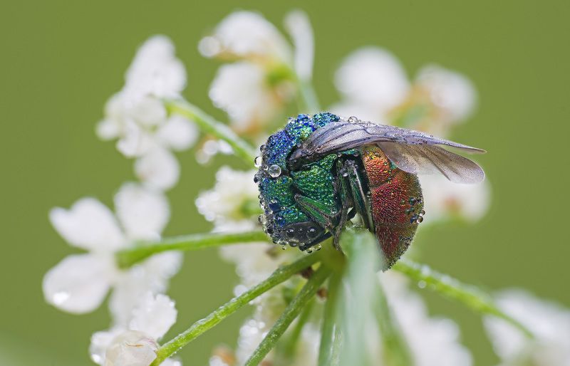 Оса-блестянка, роса Оса-блестянка фото превью