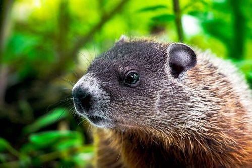 Baby Woodchuck