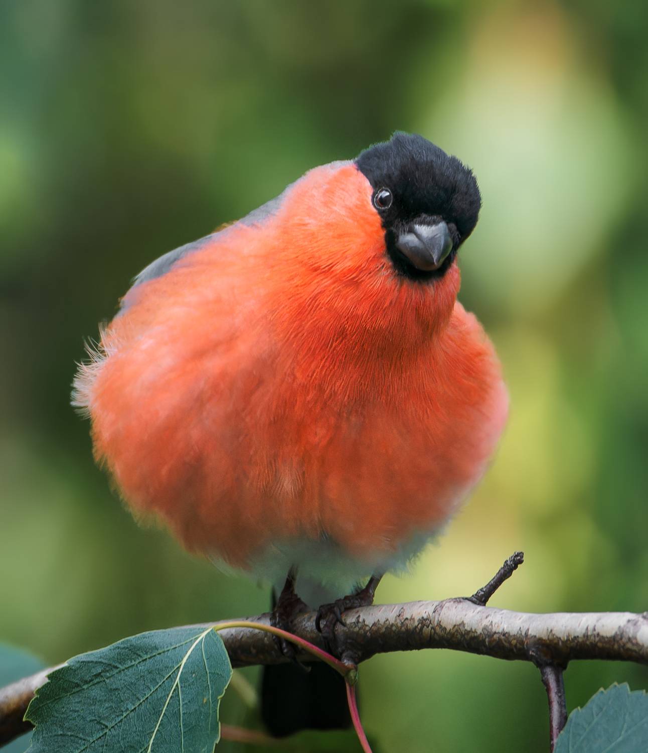 , Фото Александр