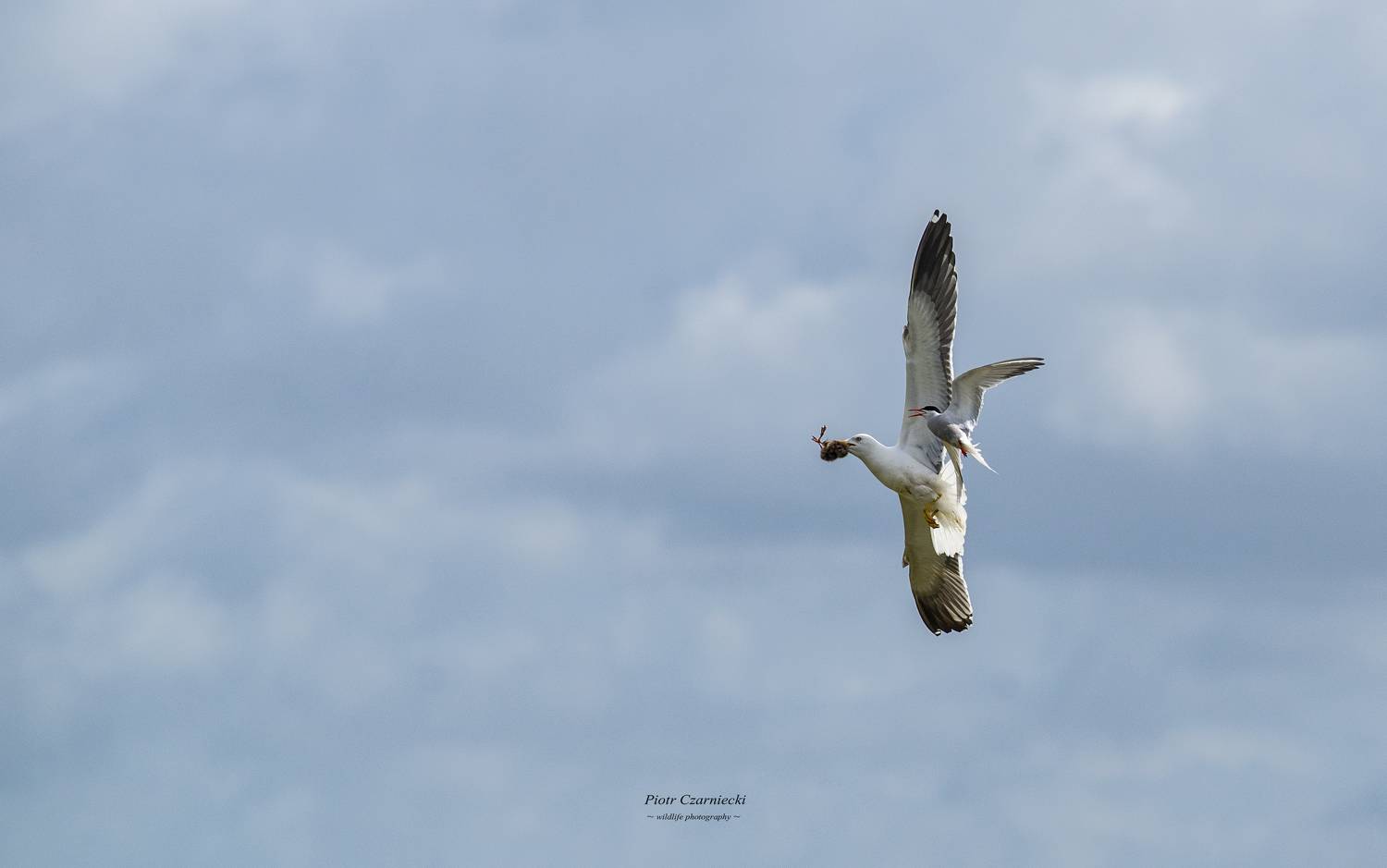 hunting, chicks, birds, seagull, tern, nature, animals,, PIOTR CZARNIECKI