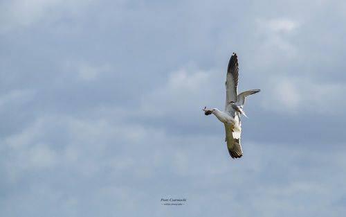 hunting - lesser black-backed gull