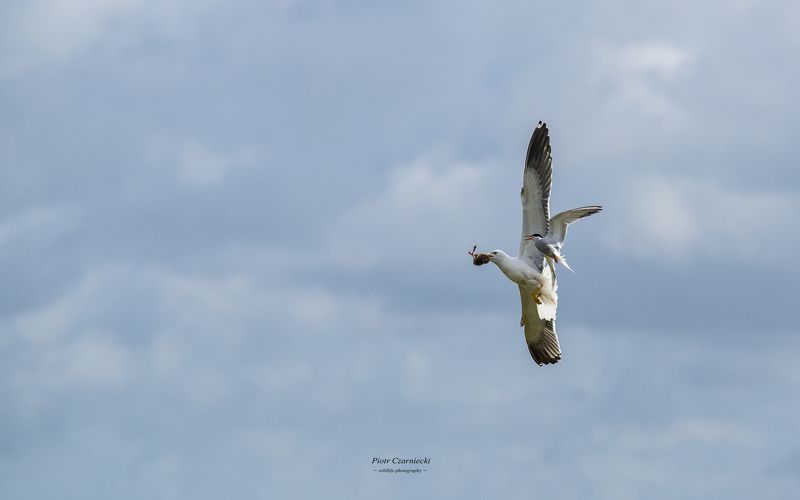 hunting, chicks, birds, seagull, tern, nature, animals, hunting - lesser black-backed gull фото превью