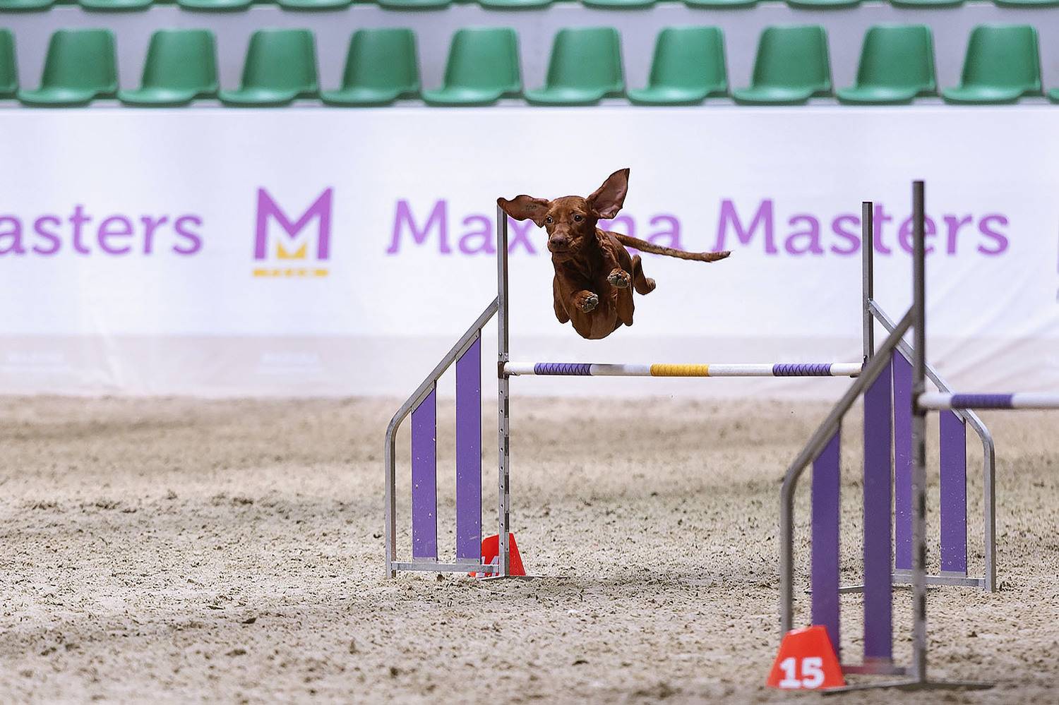 соревнования, собака,спорт, аджилити, competition, dog, sport, Стукалова Юлия