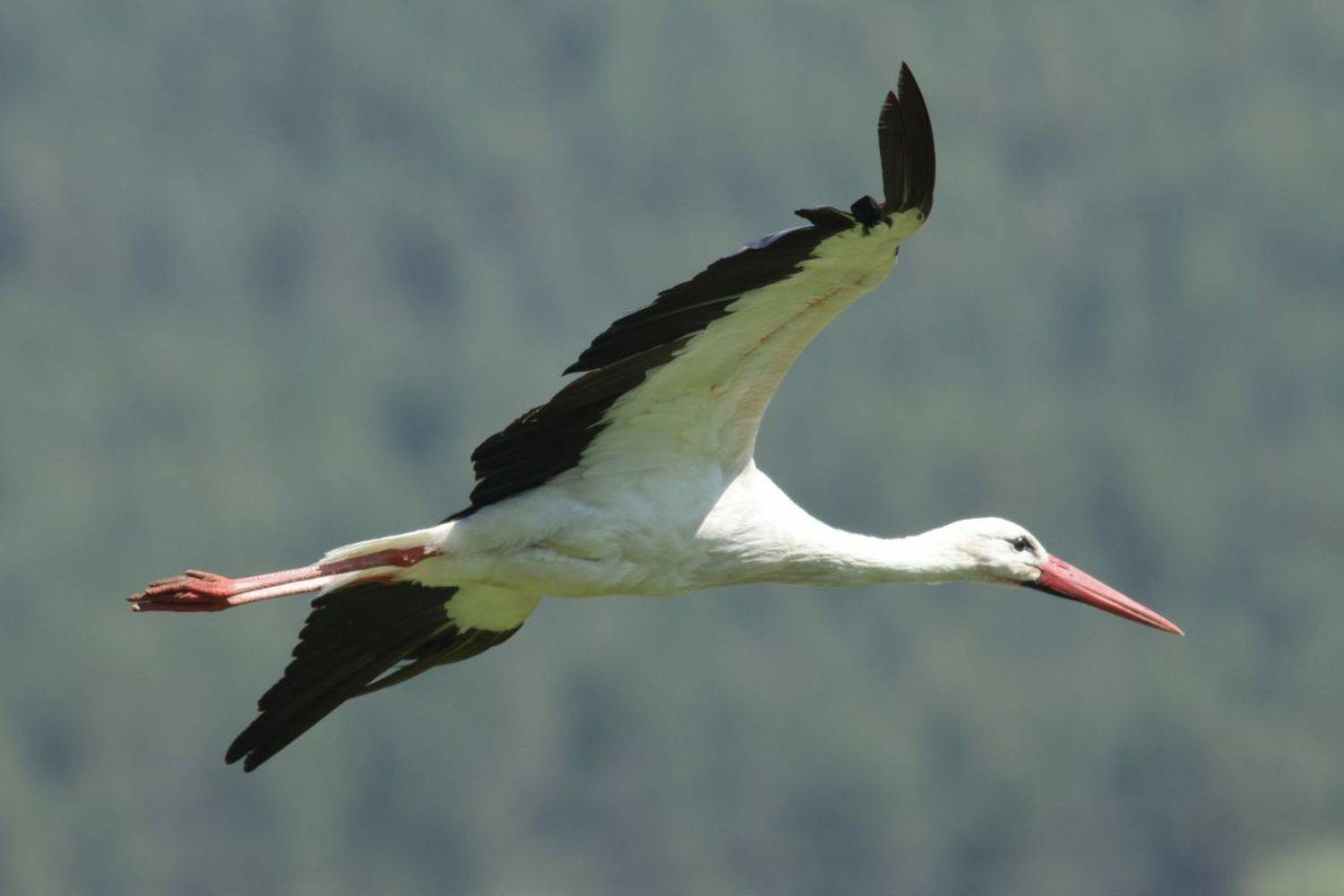 , Славов Георги