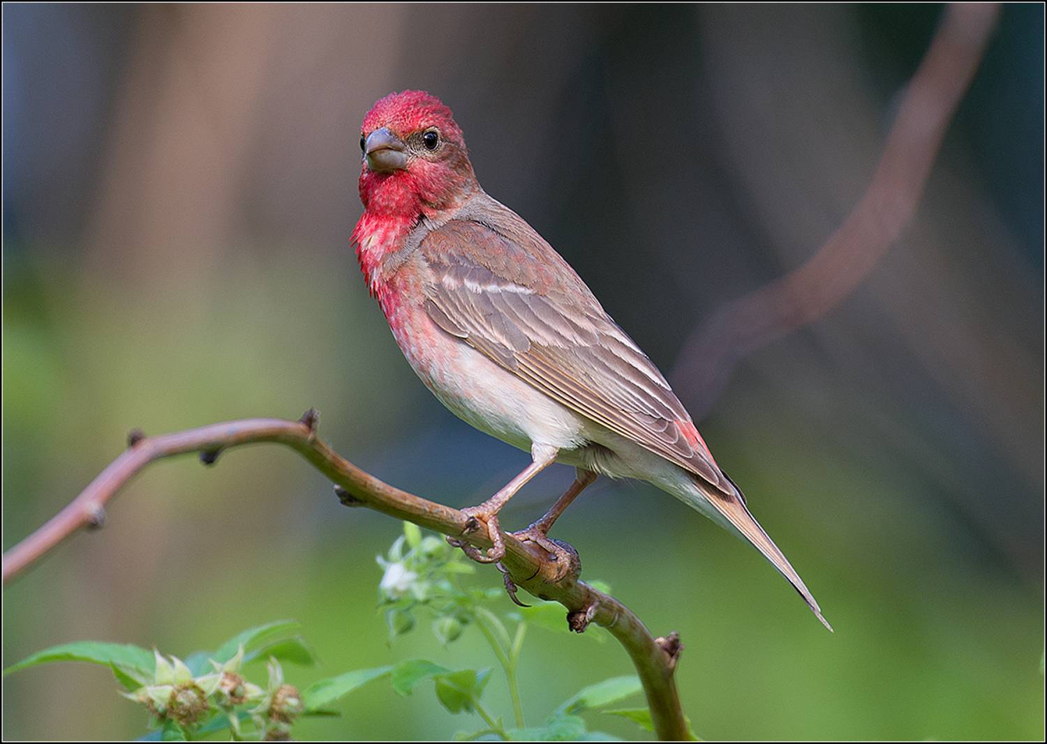 москва, июнь, парк, чечевица, АНАТОЛИЙ ДОВЫДЕНКО