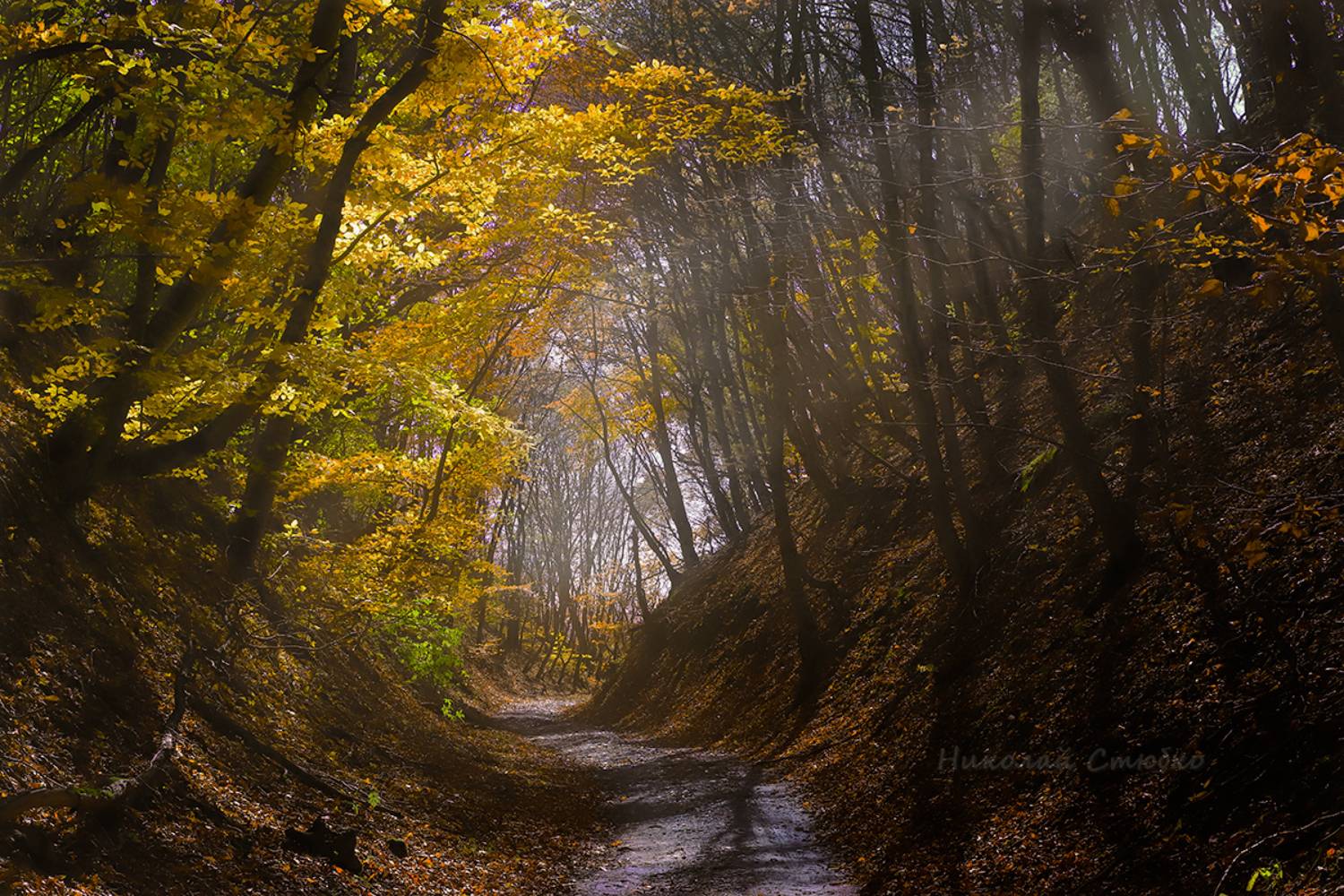 кавказ горы лес, Николай Стюбко