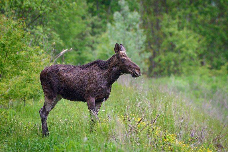 #moose #лось Лось фото превью