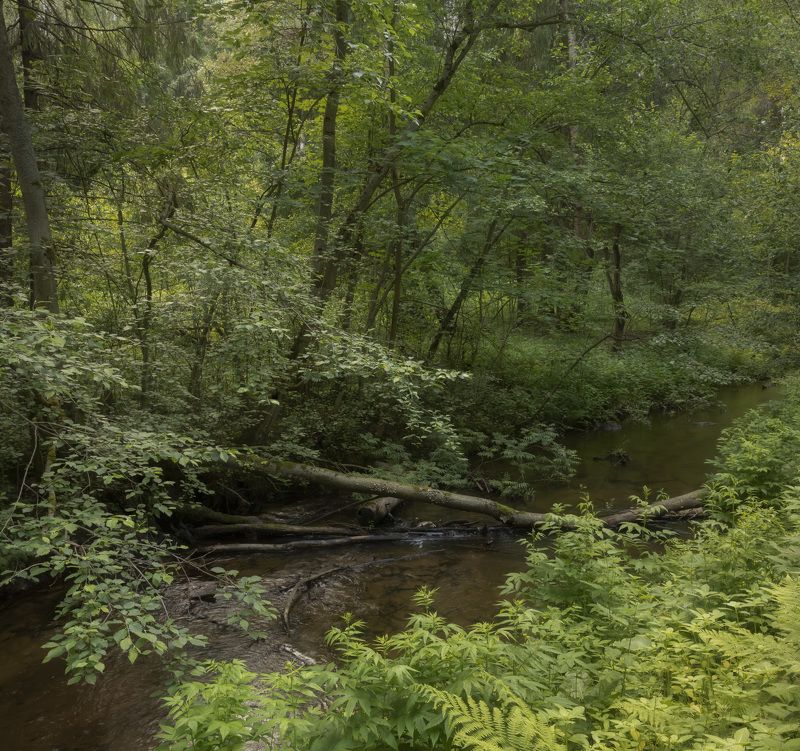 На лесной речке фото превью