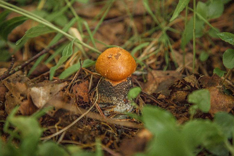 Первый летний фото превью