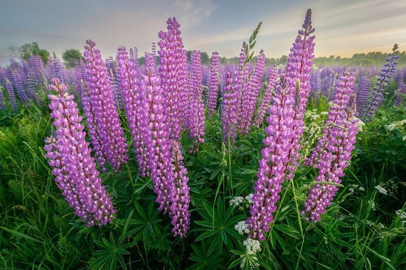 ... фото превью