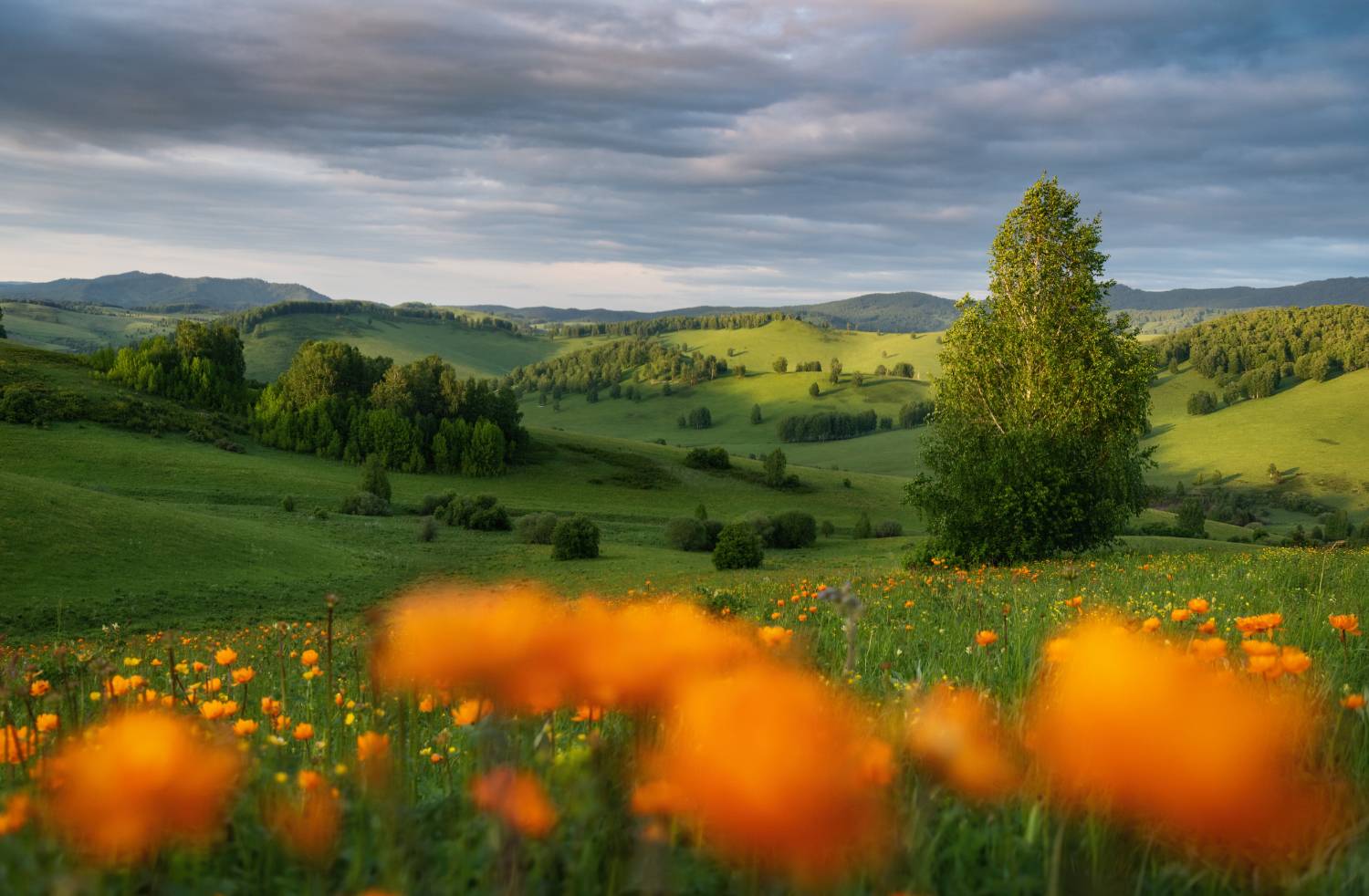 алтайский край, алтайский район, холмогорье, предгорья, алтайское холмогорье, лето в предгорьях, огоньки, жарки, купальница, купальница азиатская, цветы алтая, цветущий алтай, лето на алтае, Рубан Алена