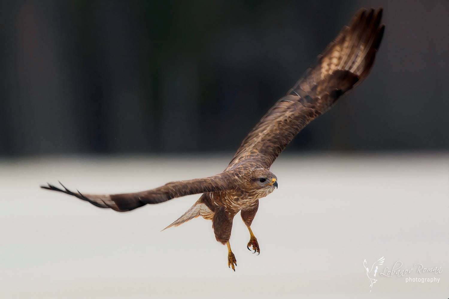 , Лобанов Роман