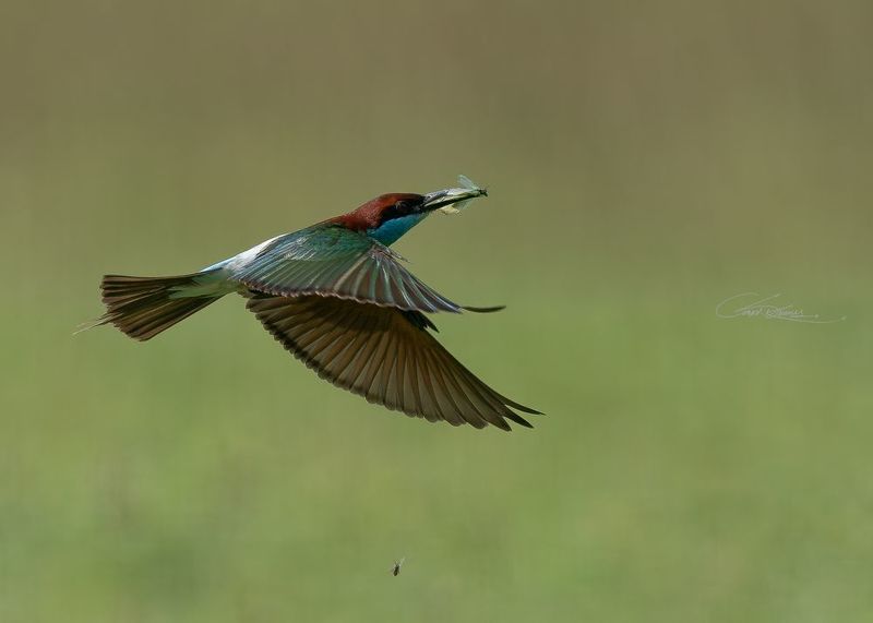 Birds in our City фото превью