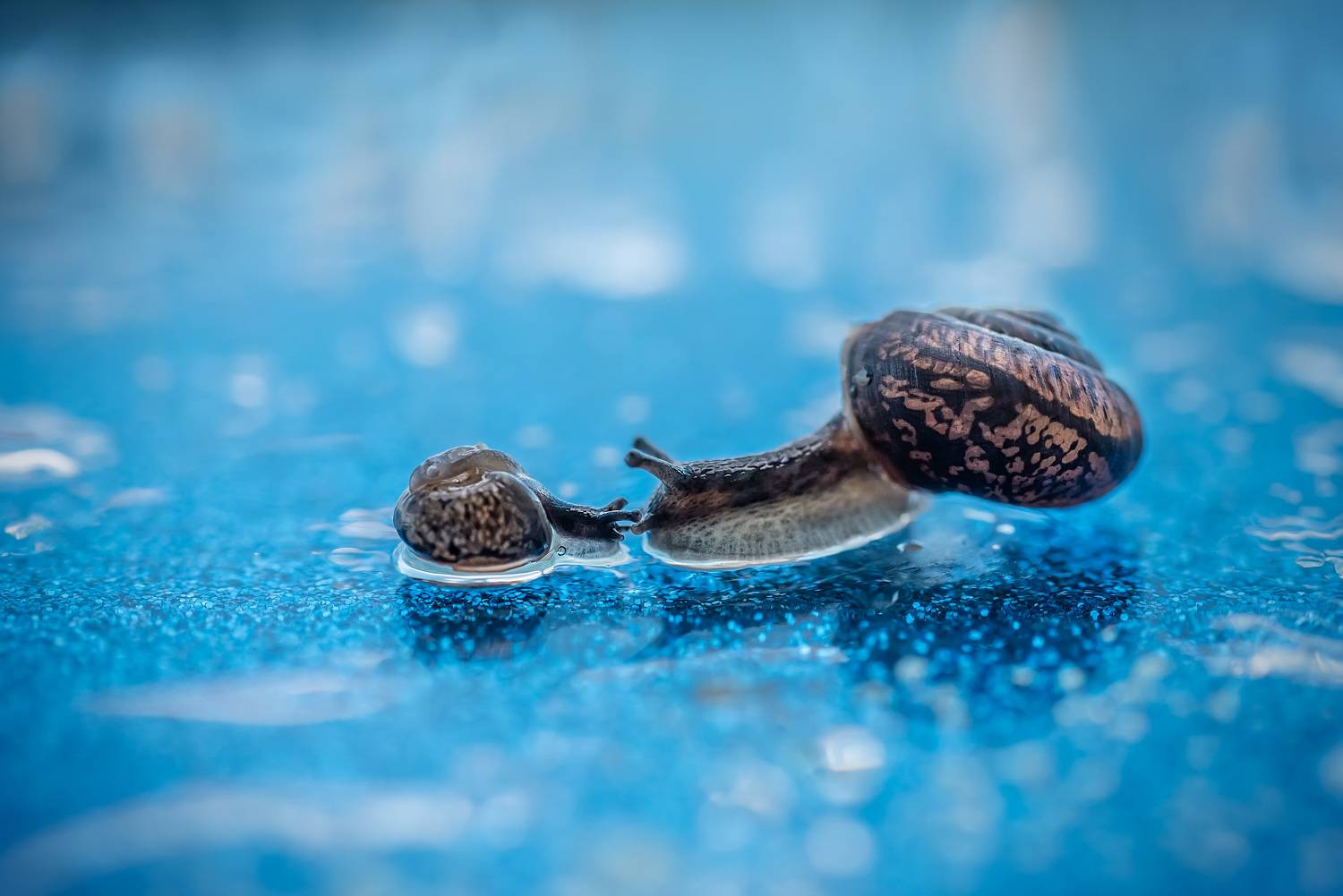 , Рагинская Ольга