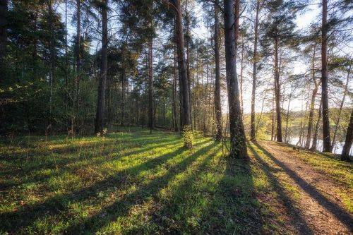 Весенний лес