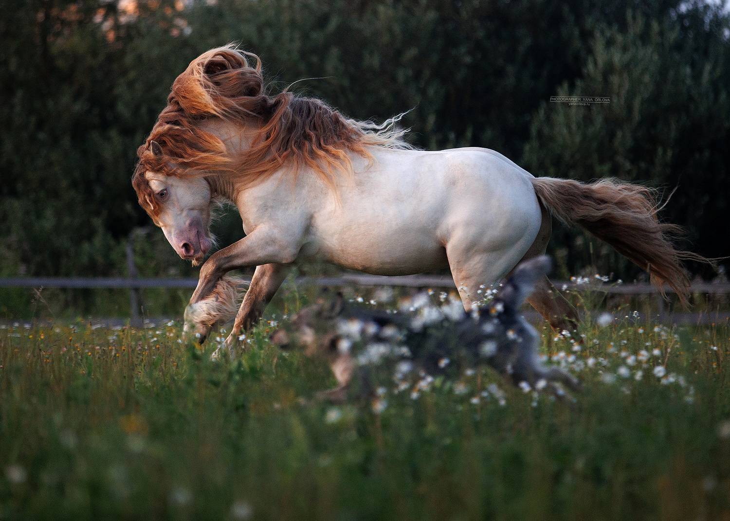 конный фотограф, лошадь, конь, лошади, конная фотография, жеребец, horse,  horses, pferd, конный фотограф яна орлова, тинкер, Яна Орлова