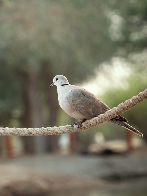 Горлица фото превью