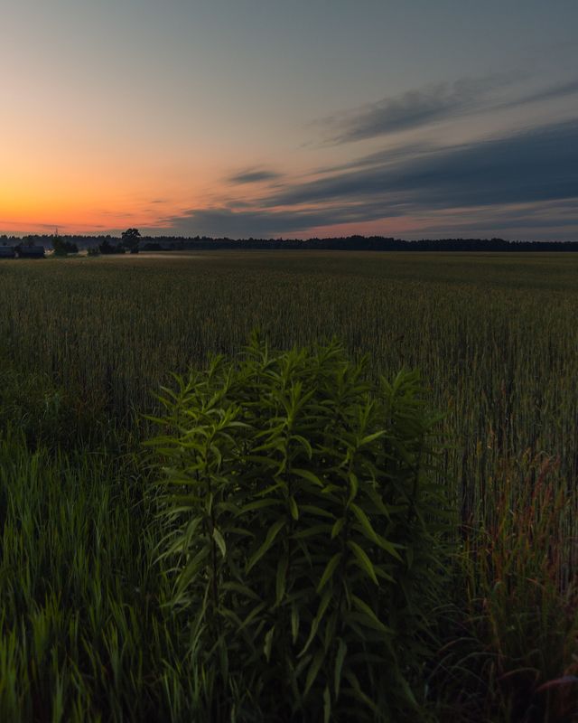 деревня, лето, пейзаж, июнь, summer, june, landscape, field, country, countryside, village Июньский теплый вечер в деревне фото превью