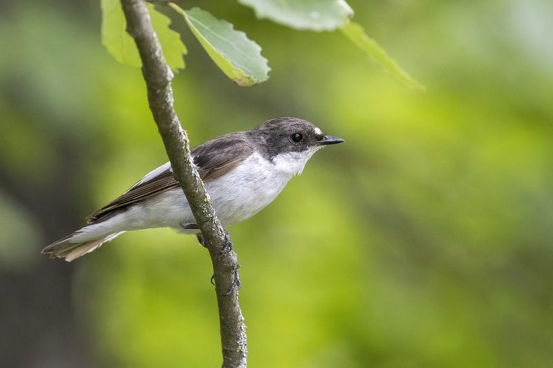 птицы, подмосковье Сосед фото превью