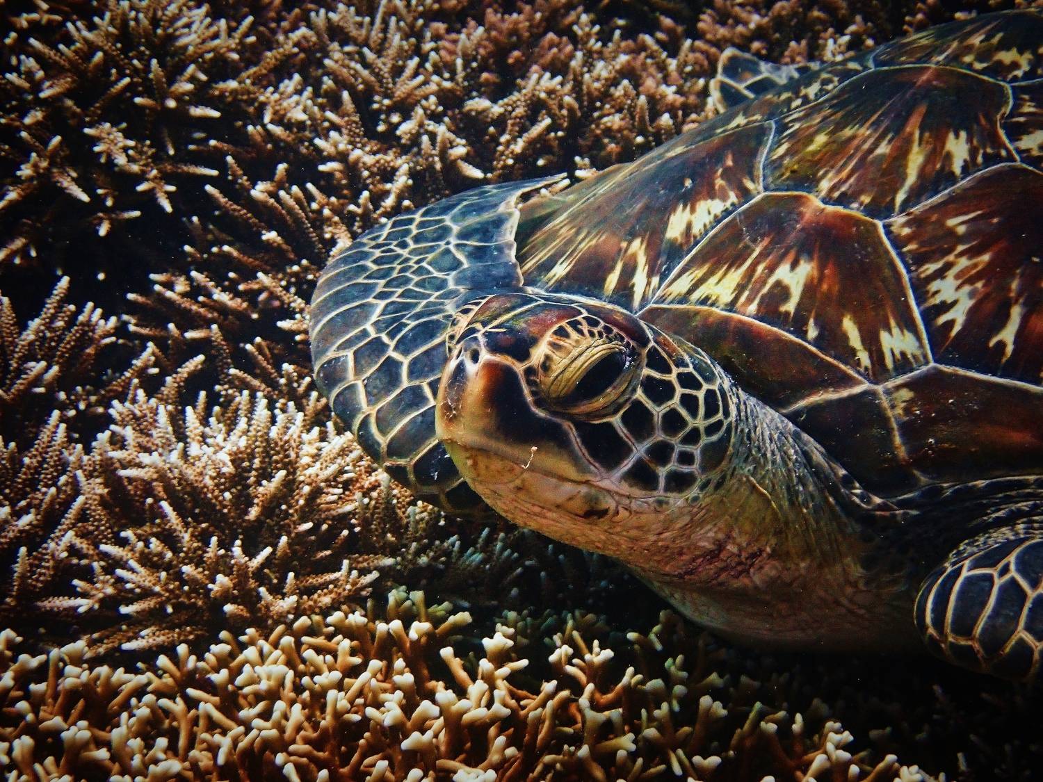 , Кирилл Леднев