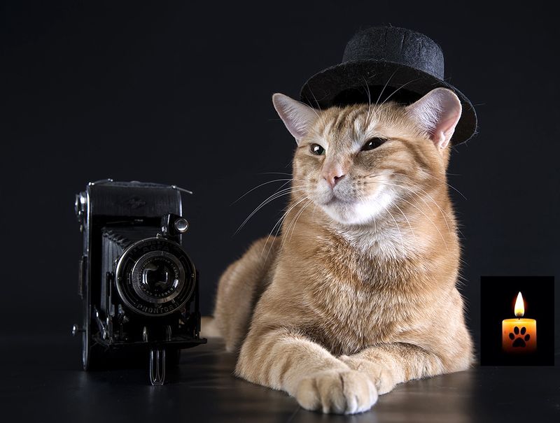 ...Прощание с Рыжиком... Прожил 10 лет... 2014-2024. фото превью