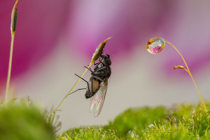 Про муху и капельку фото превью