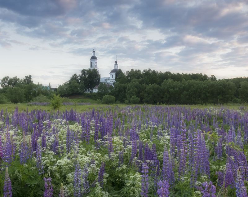 люпины, рассвет Летнее утро в Филипповском фото превью