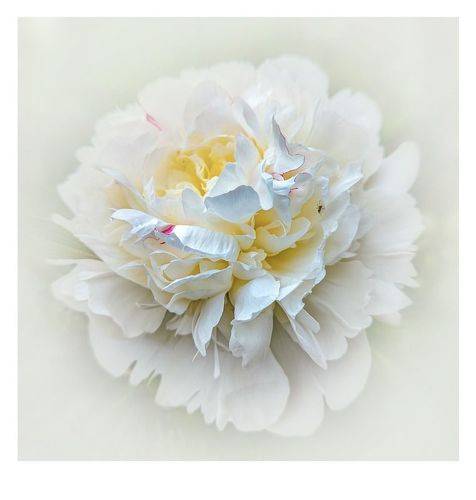 Пион молочноцветковый