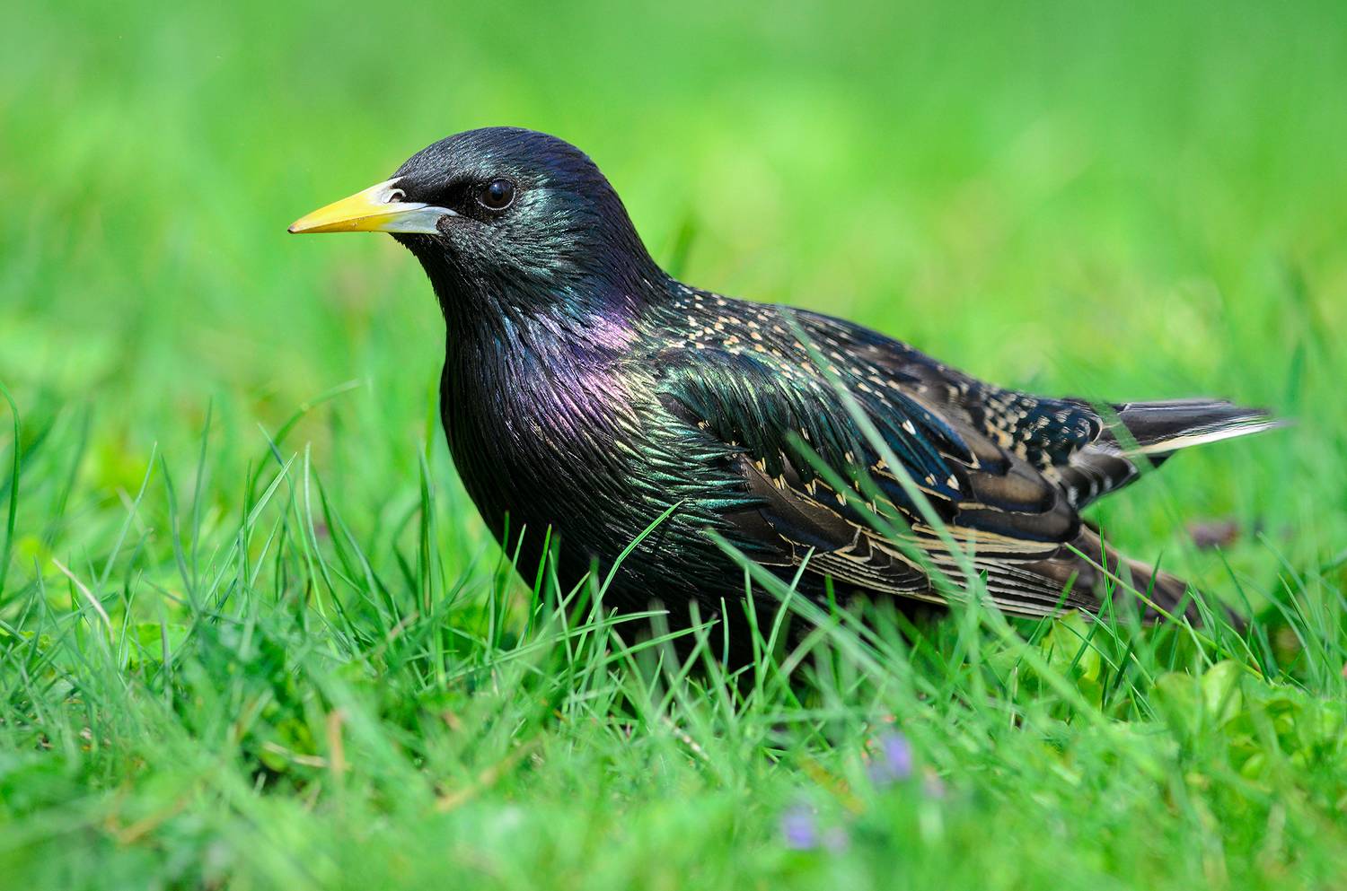 #скворец #птица #bird, Александр Добыш