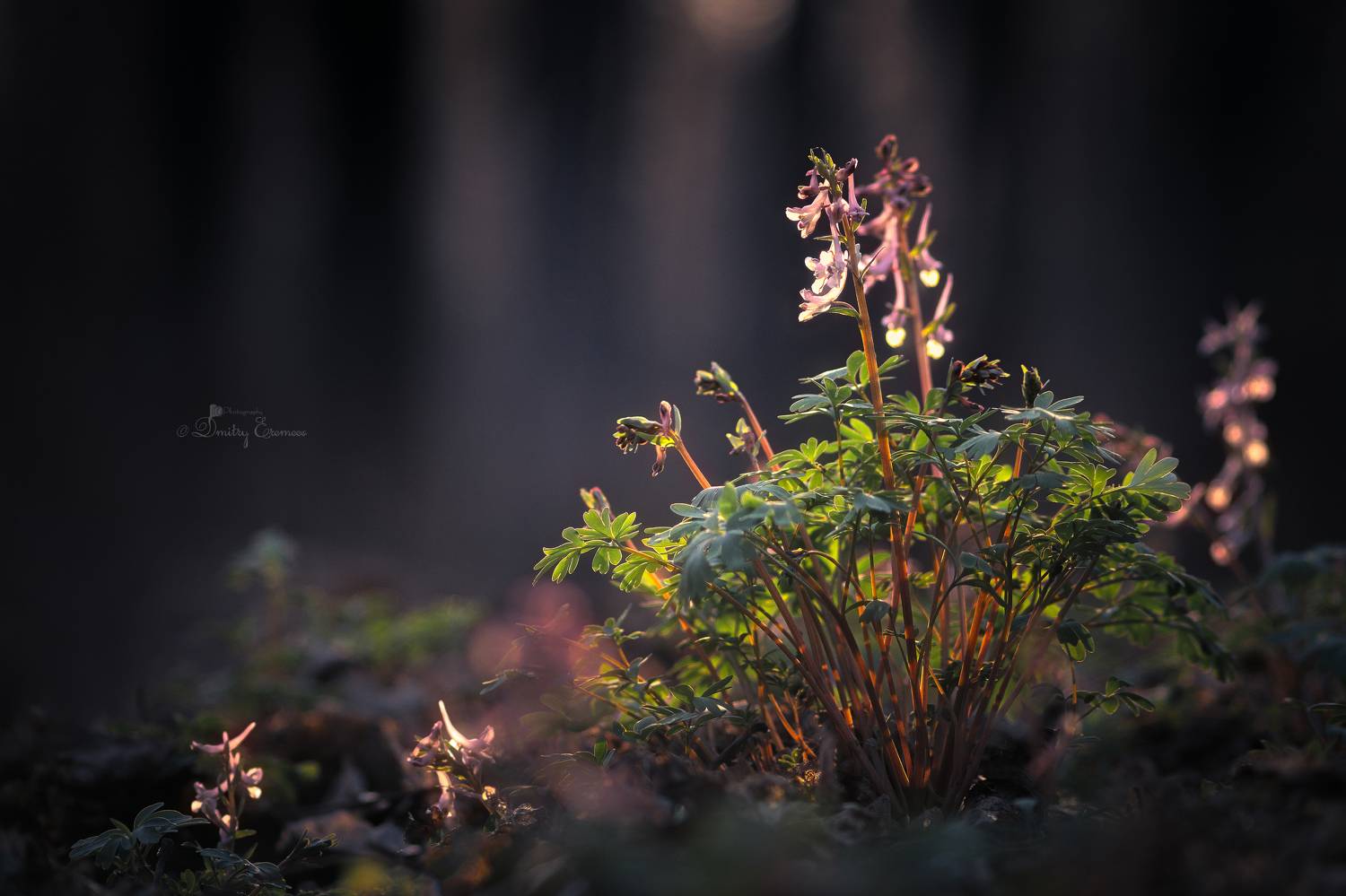 , Еремеев Дмитрий