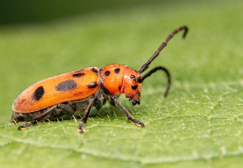Red milkweed beetle фото превью