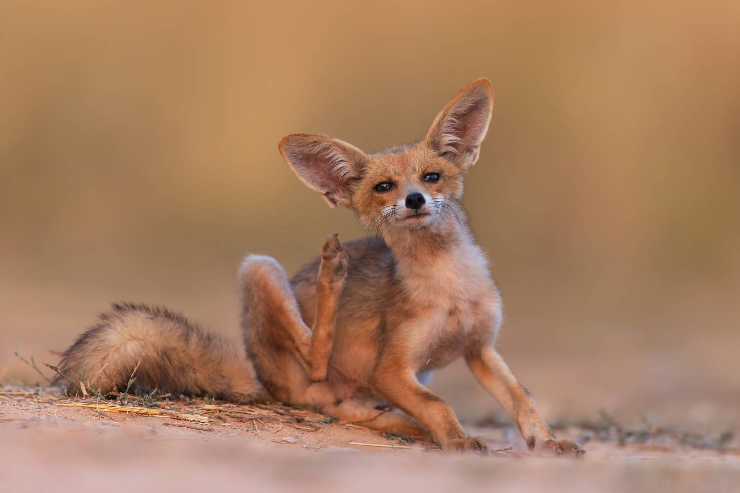 , Фруман Евгений