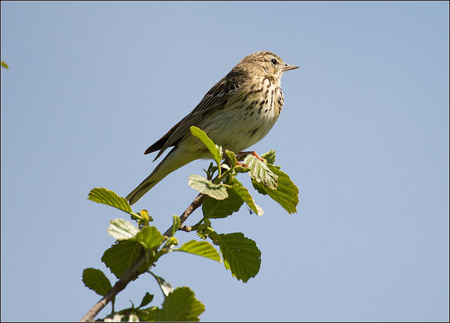 москва, парк, июнь, птица, АНАТОЛИЙ ДОВЫДЕНКО