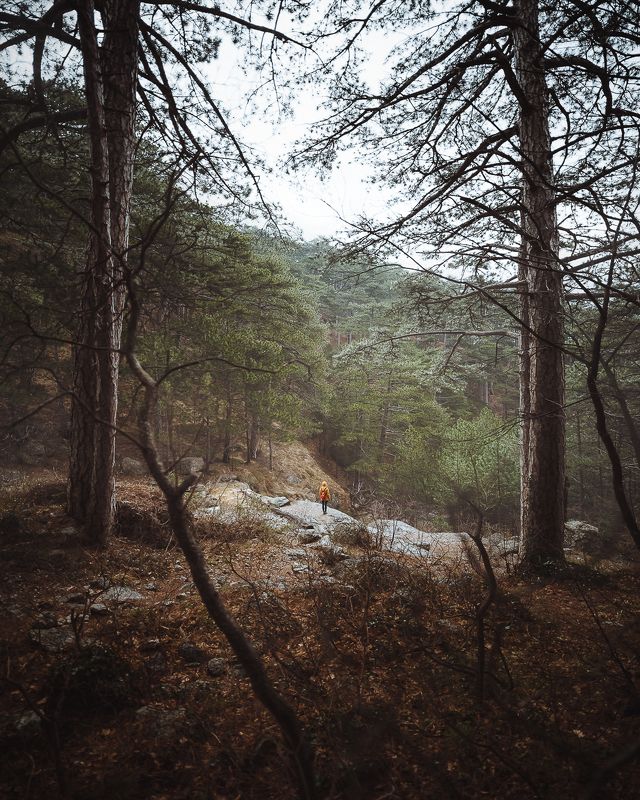 Сосновый фрейминг фото превью