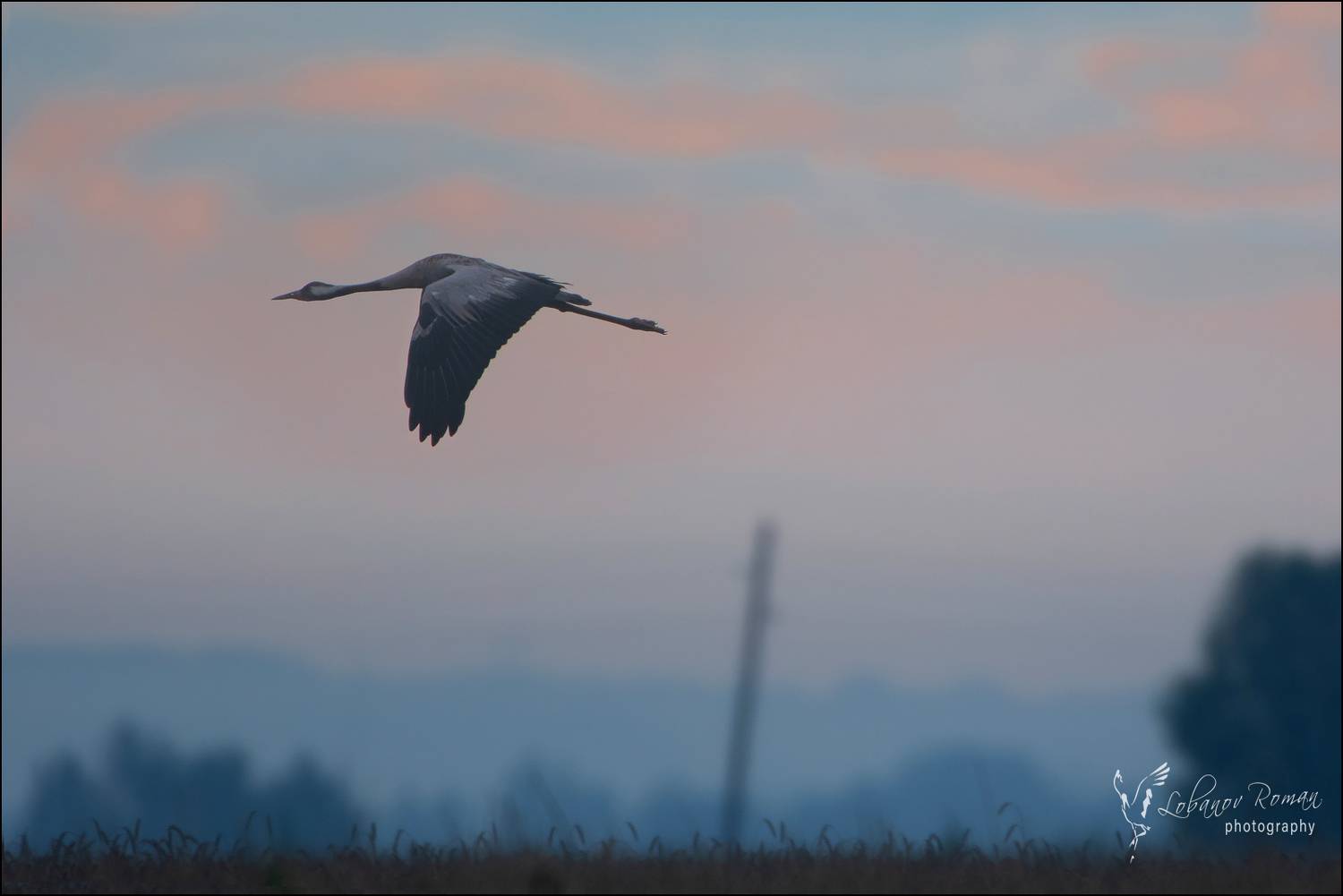 , Лобанов Роман