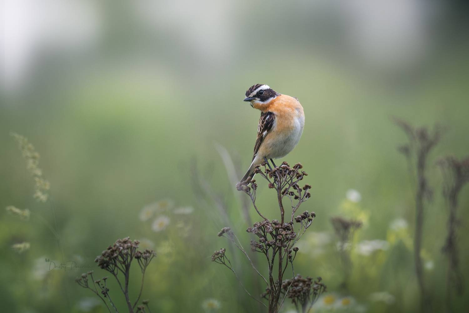 природа, лес, поля, огороды, животные, птицы, макро, Посевич Дмитрий