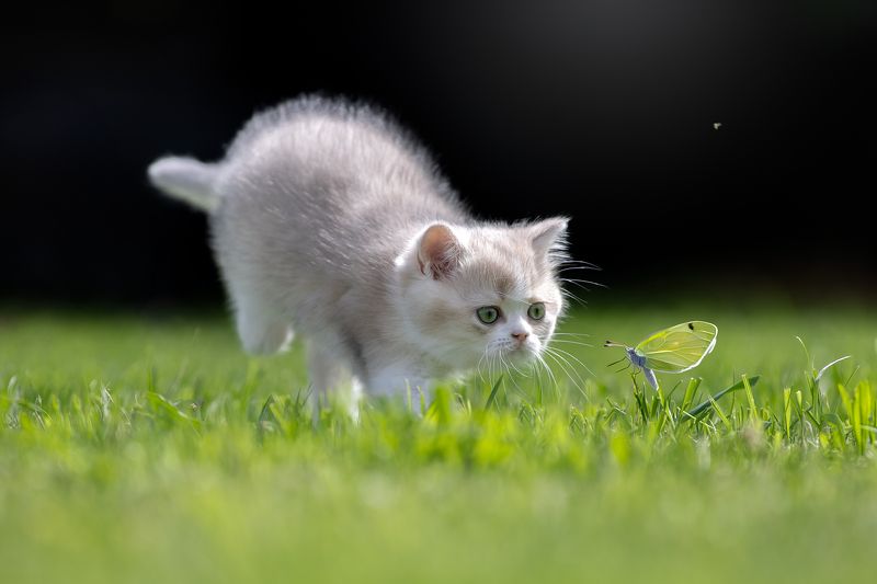 Маленький охотник фото превью