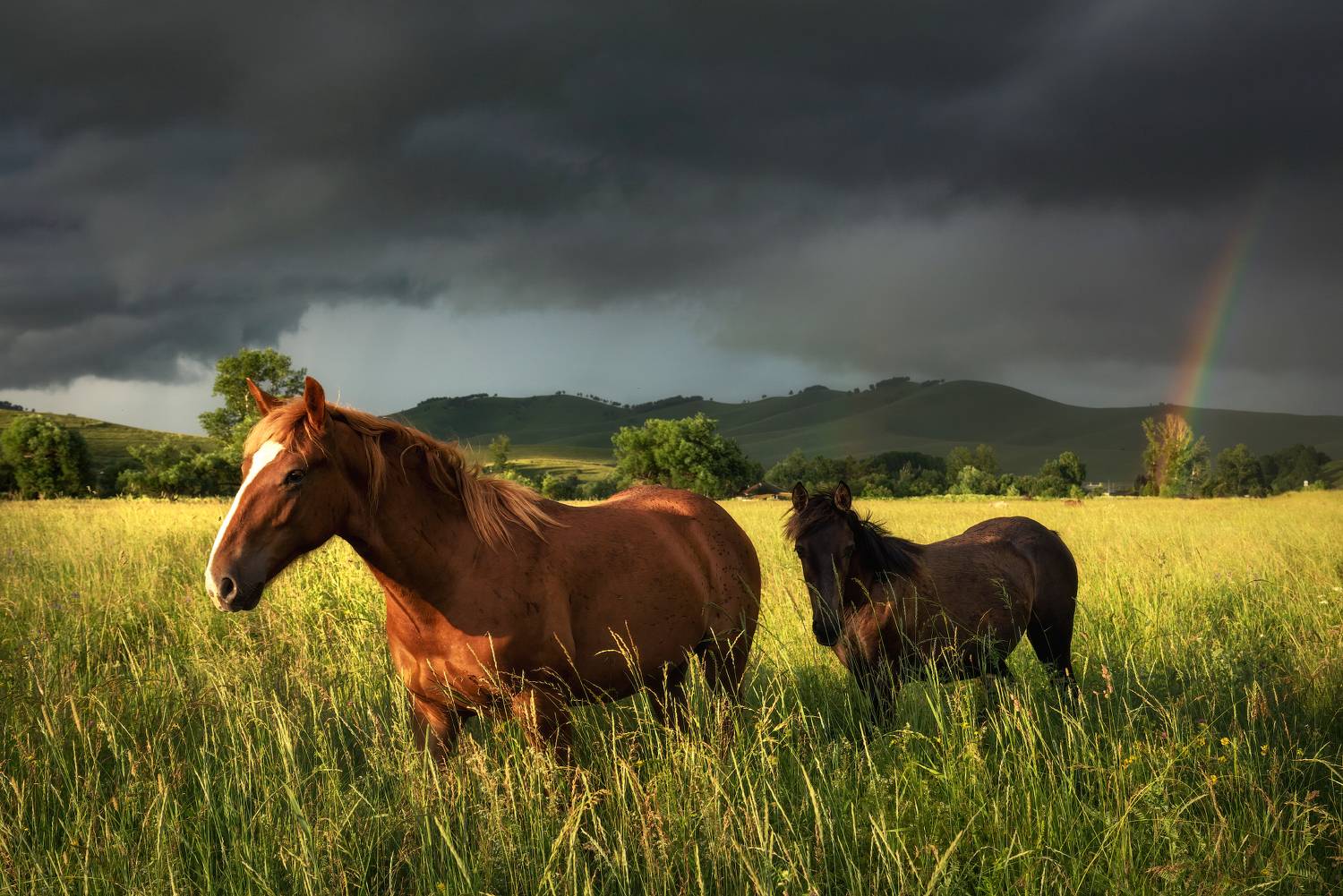 алтайский край, алтайский район, холмогорье, предгорья, алтайское холмогорье, лето на алтае, айские холмы, айя, верх-айя, лошади, кони, гроза, радуга, поле, луг, травостой, выпас, Рубан Алена
