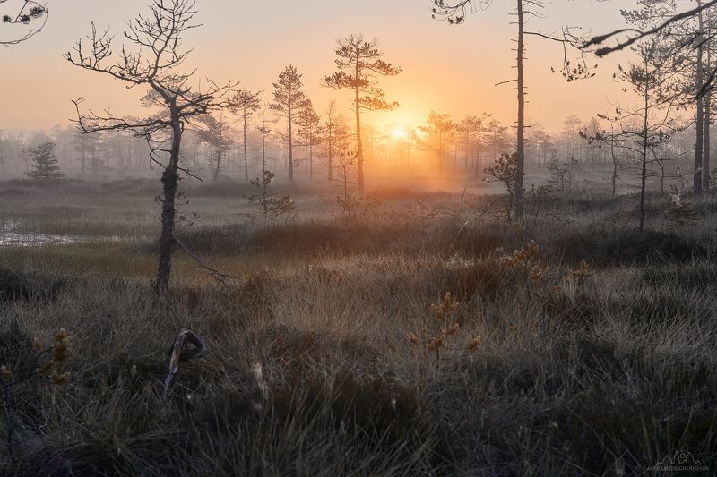 Туман, рассвет, болото, утро, солнце Романтика утреннего болота фото превью