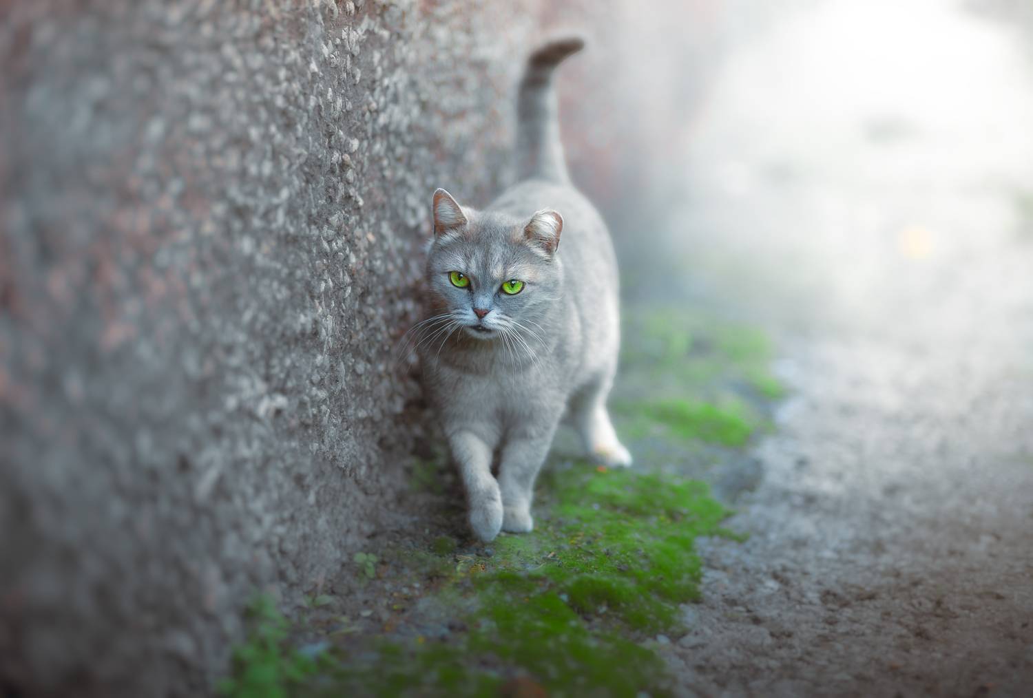 кошки  животные  лето look  cats pets green eyes urban, Холудеев Виктор