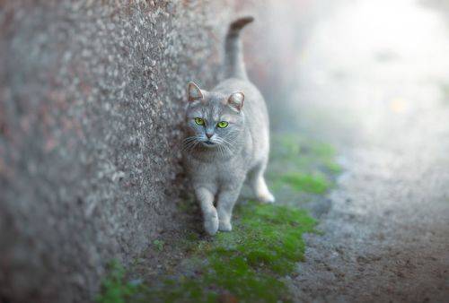 Твои зелёные глаза  Hе на беду, не на беду, повеpь.