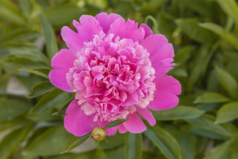 Садовое фото превью