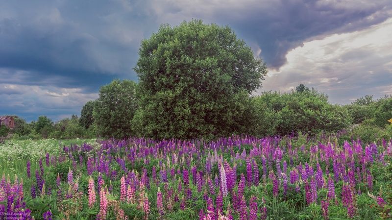 Перед грозой... фото превью