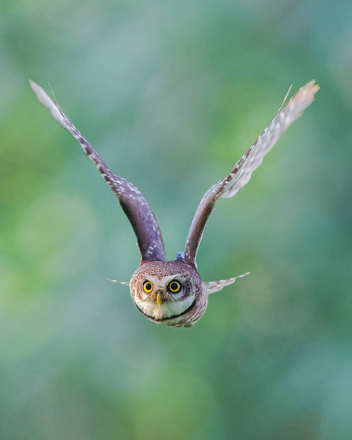 birds,animal,nature,wildlife, Arindam Saha
