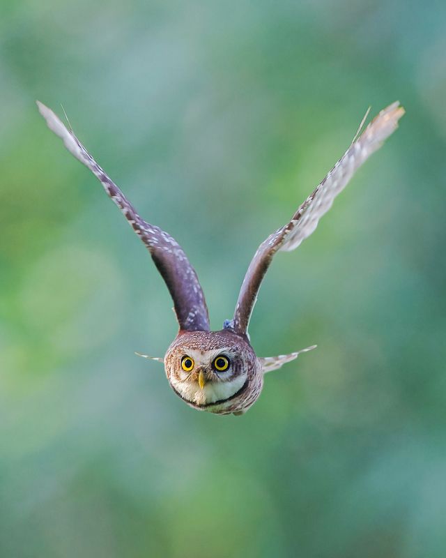birds,animal,nature,wildlife Spotted owlet фото превью