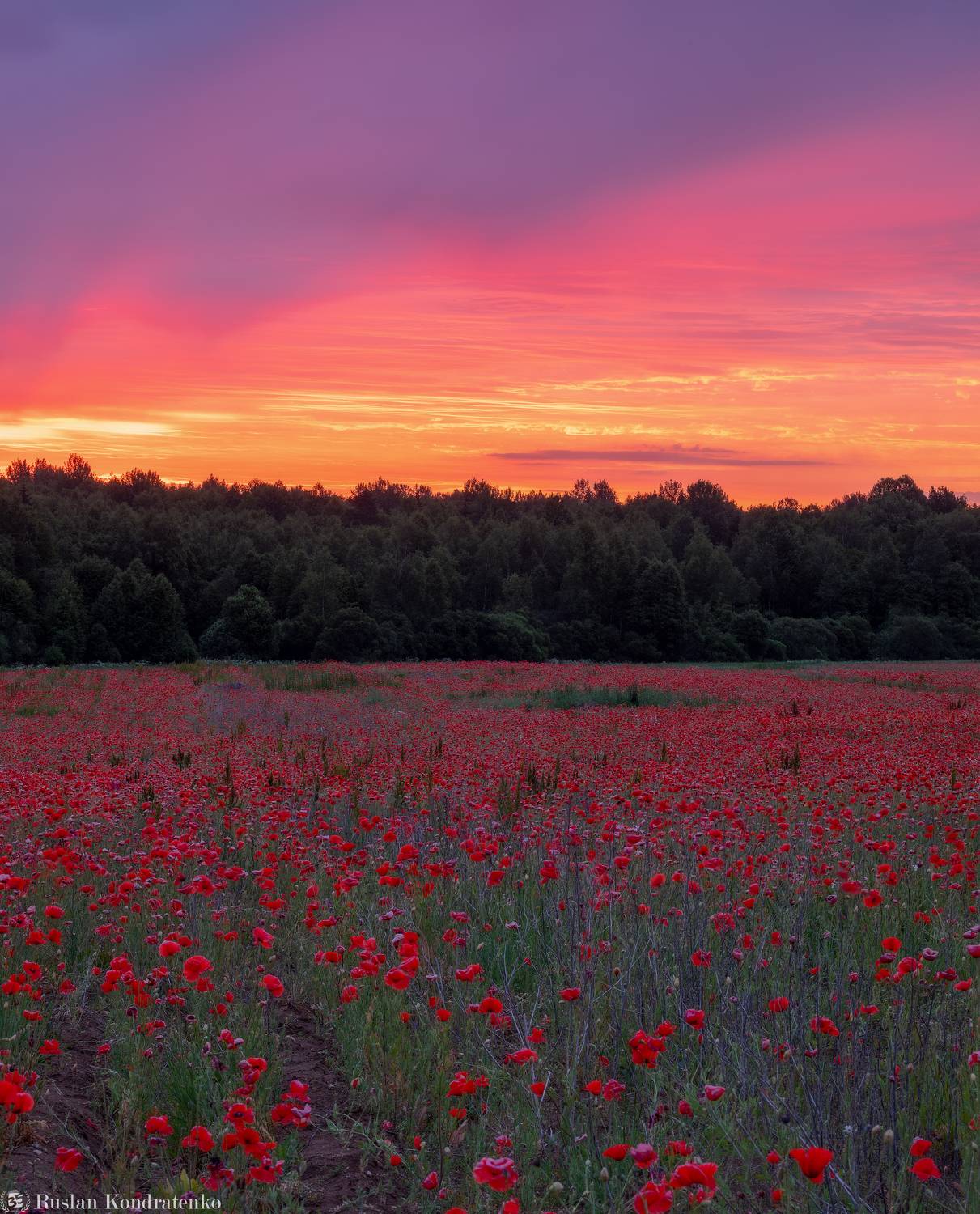 мак, псковская область, павы, маки, Кондратенко Руслан